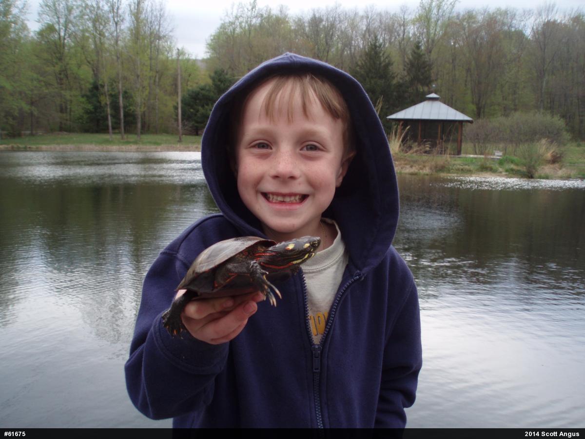 Painted Turtle