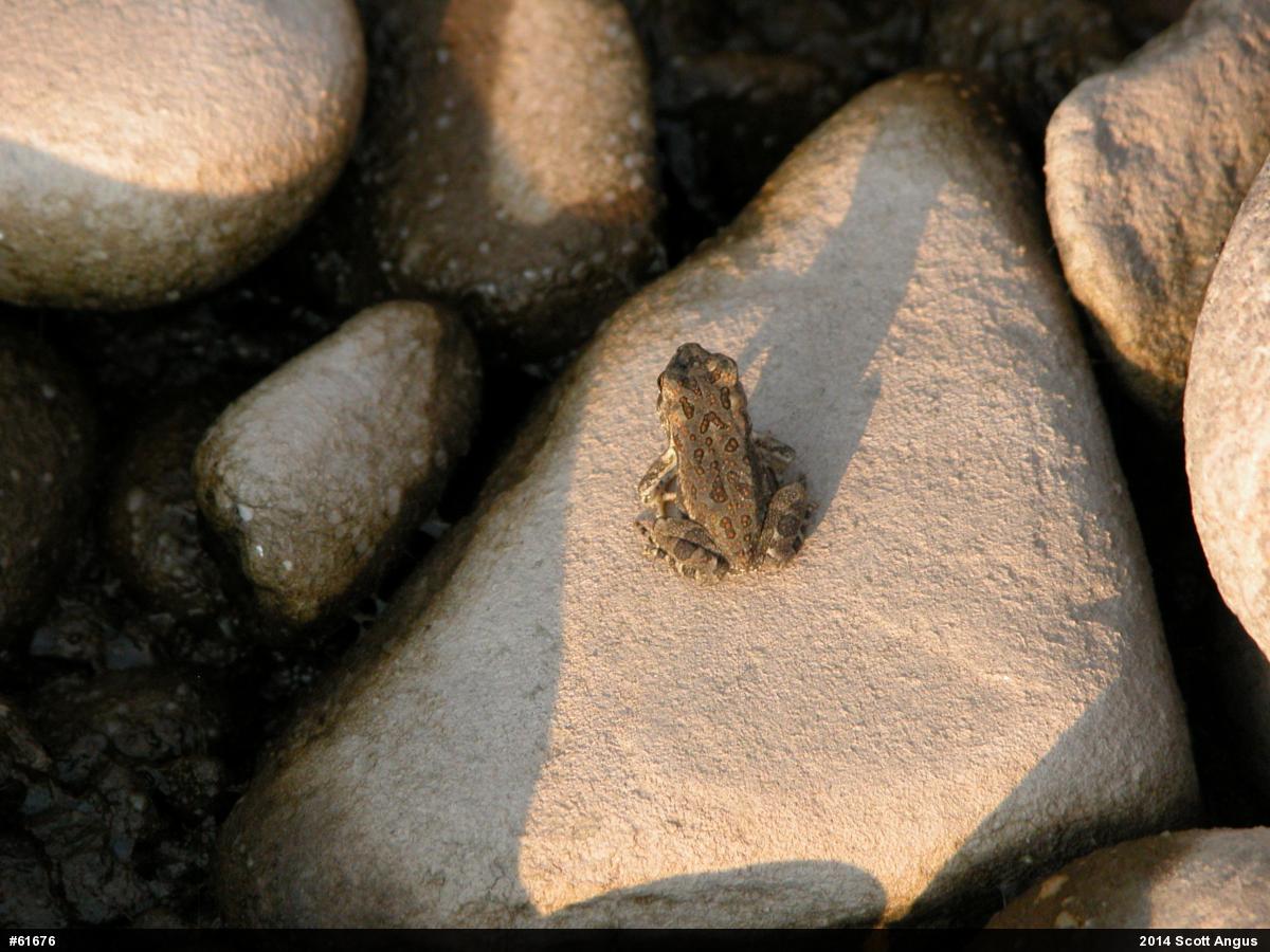 Fowler's Toad