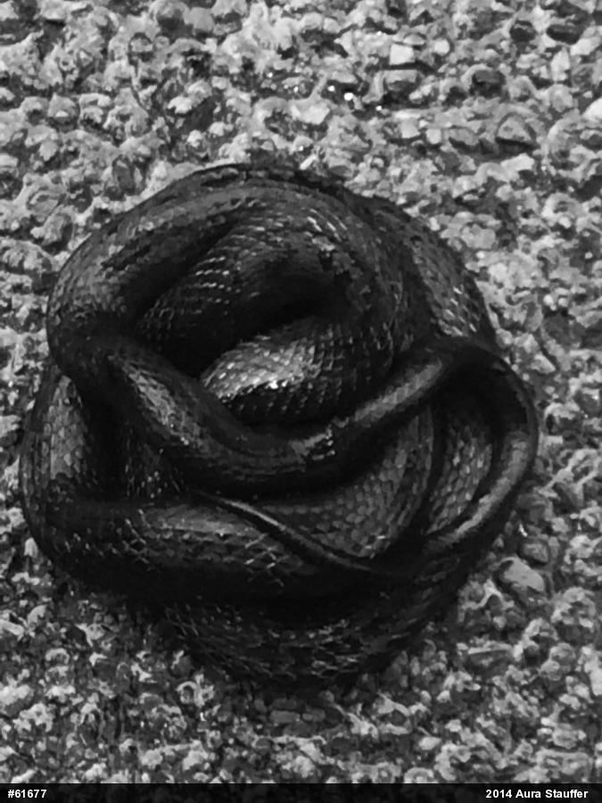 Eastern Ratsnake
