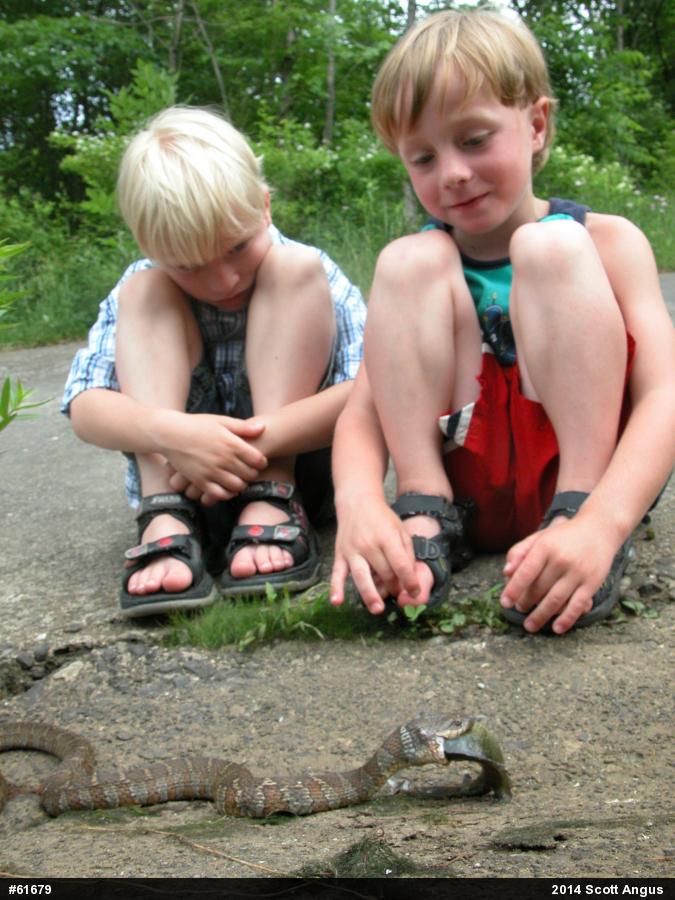 Northern Watersnake