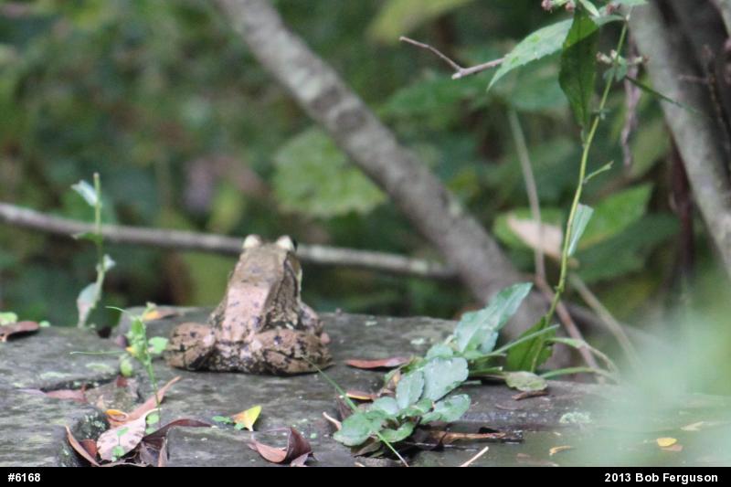 Green Frog