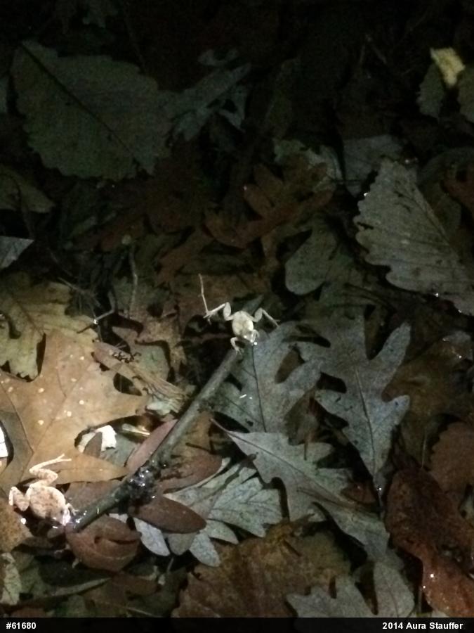 Spring Peeper