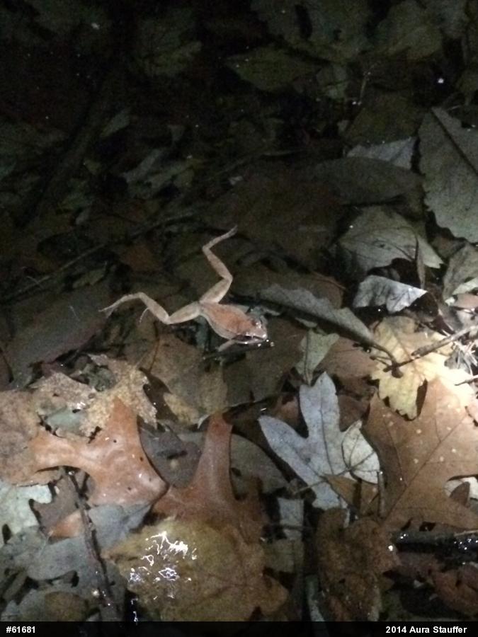 Wood Frog