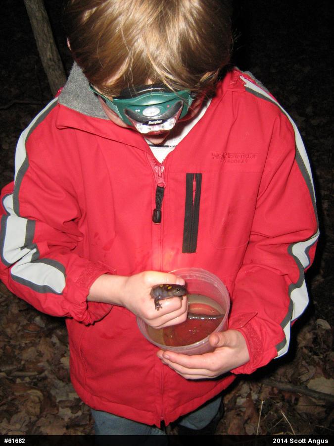 Spotted Salamander