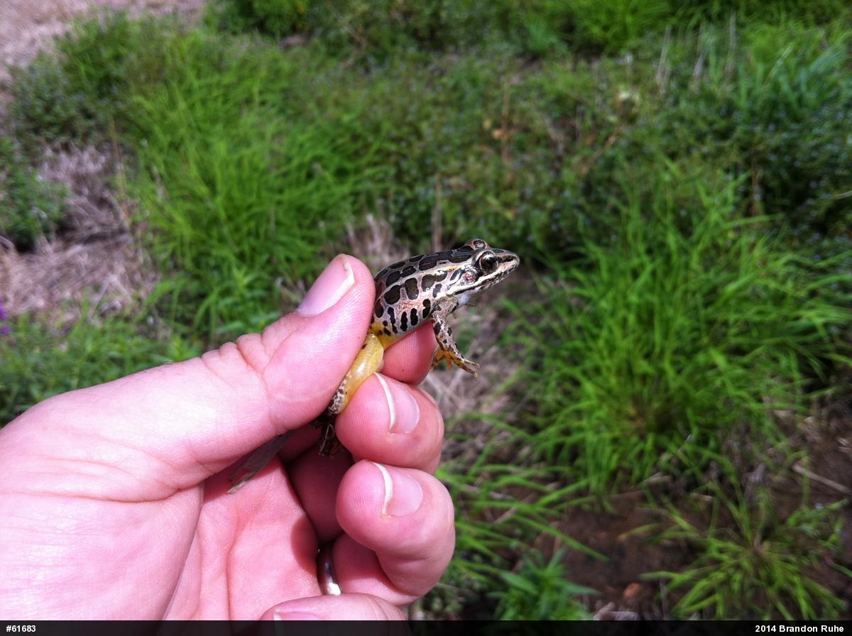 Pickerel Frog
