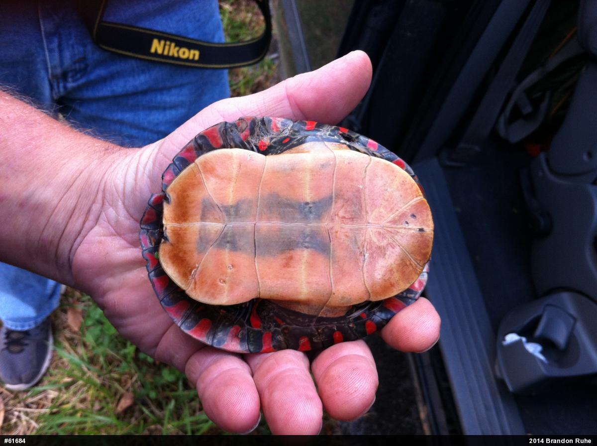 Midland Painted Turtle