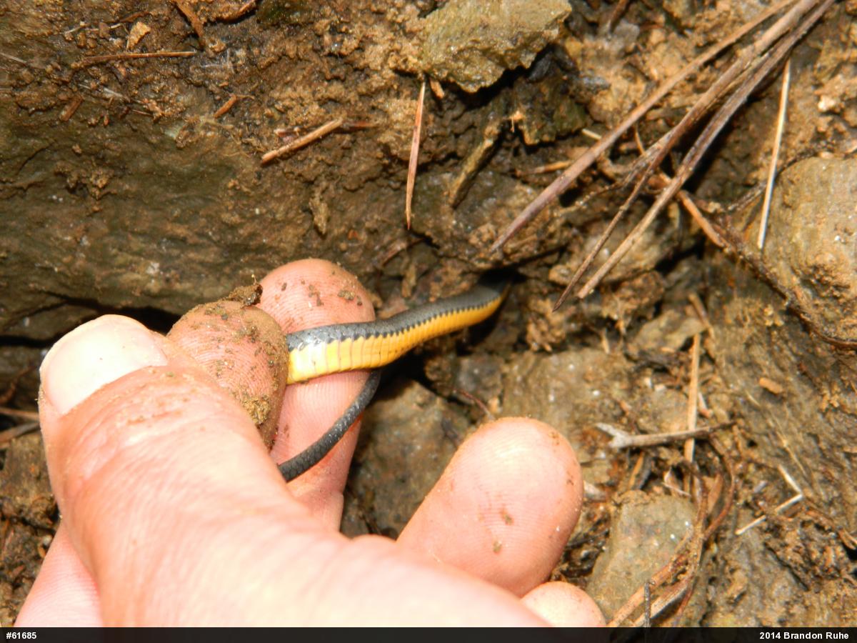 Northern Ring-necked Snake