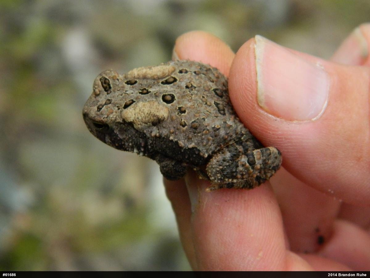 Eastern American Toad