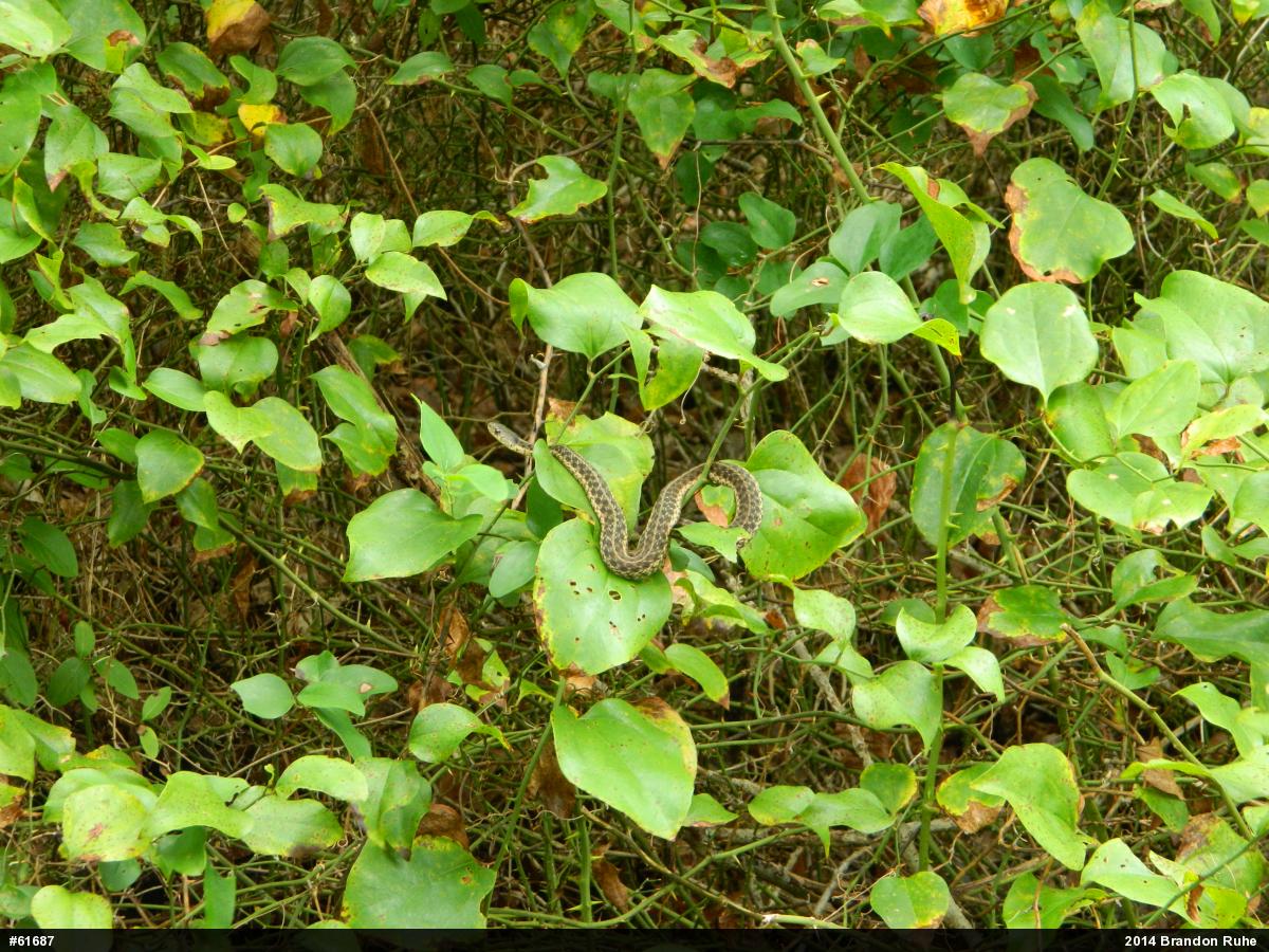 Eastern Gartersnake