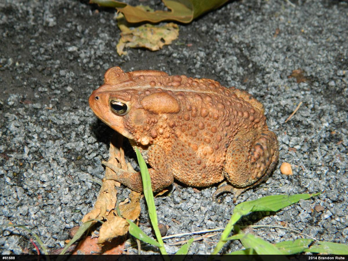 Eastern American Toad