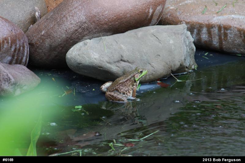 Green Frog