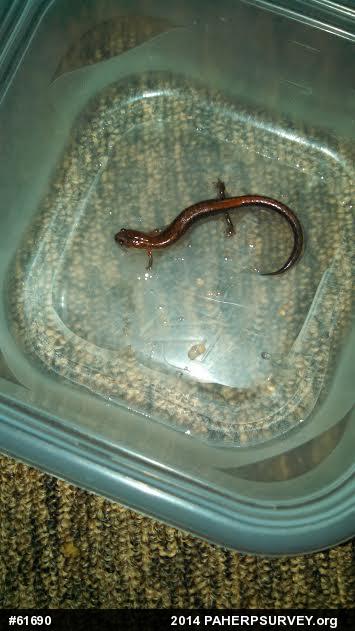 Eastern Red-backed  Salamander