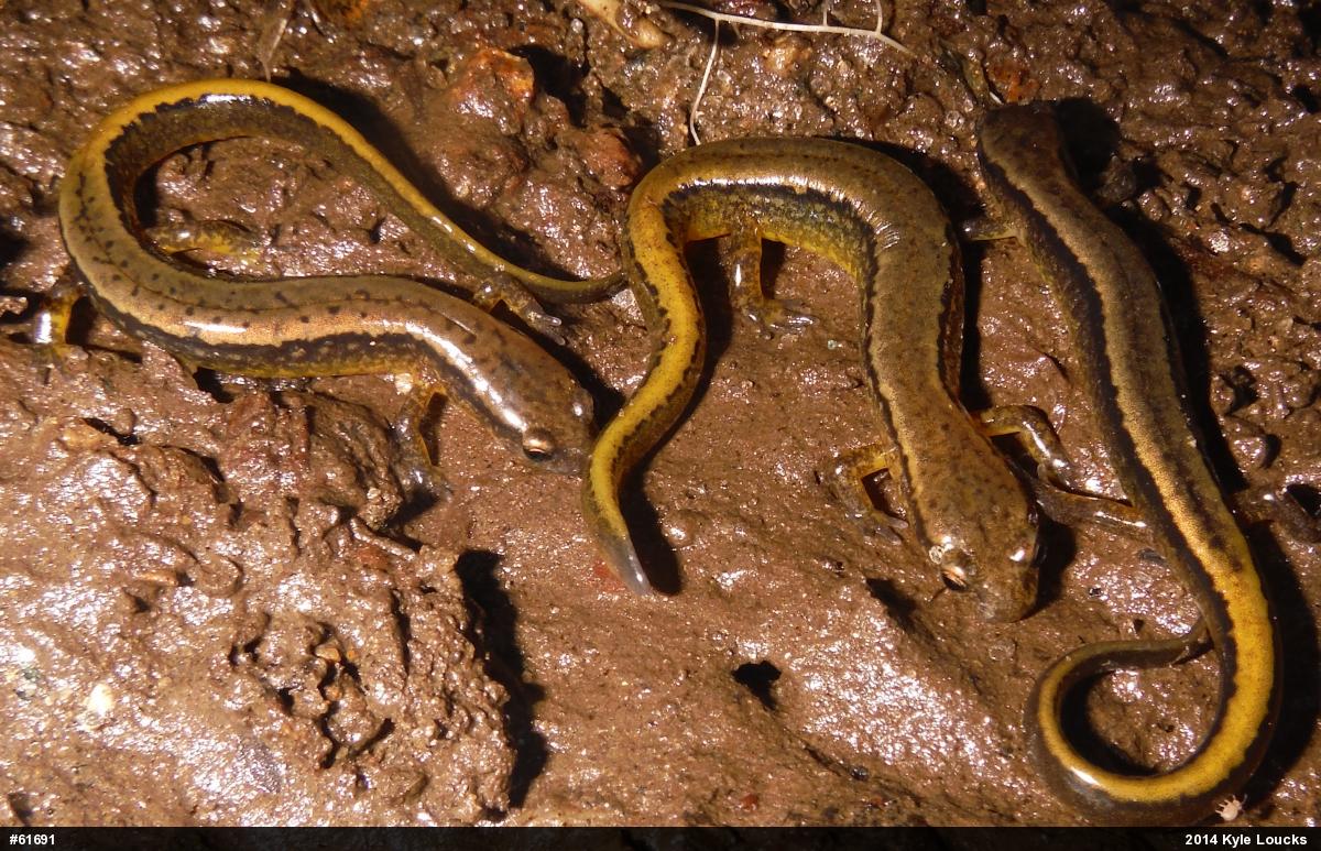 Northern Two-lined Salamander