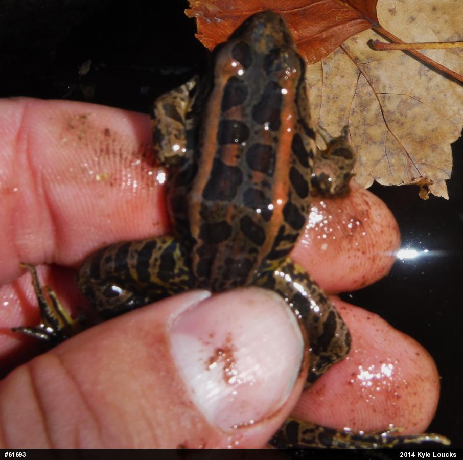 Pickerel Frog