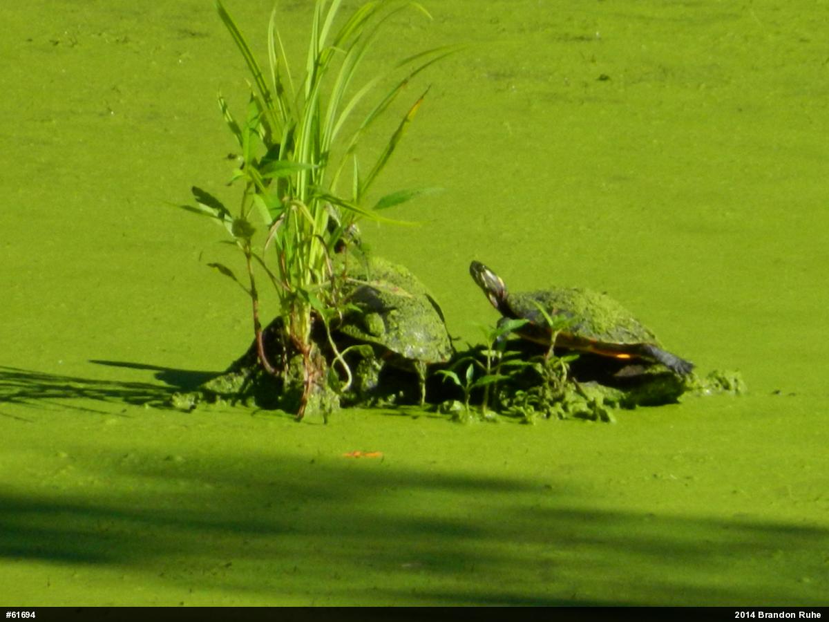 Painted Turtle