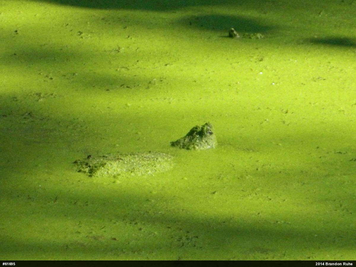 Snapping Turtle