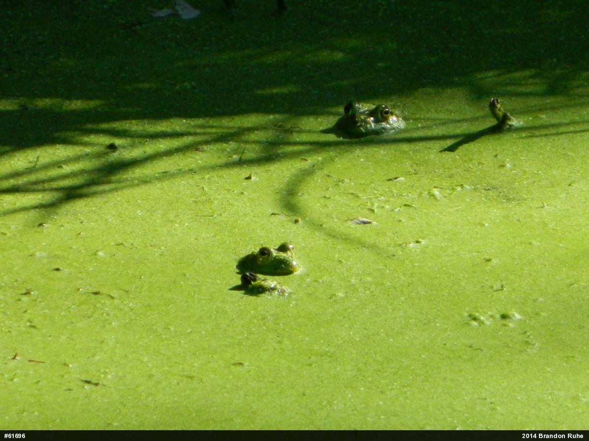 True Frogs