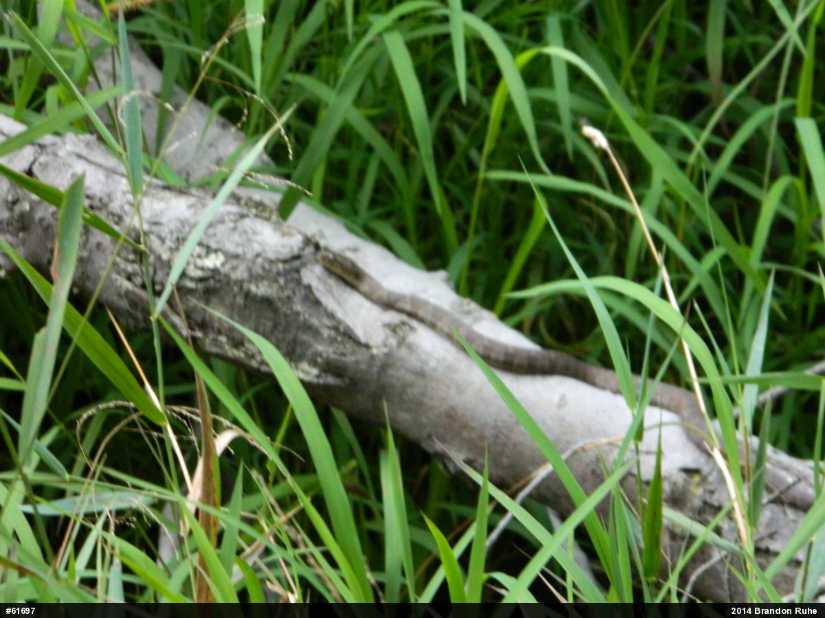 Northern Watersnake