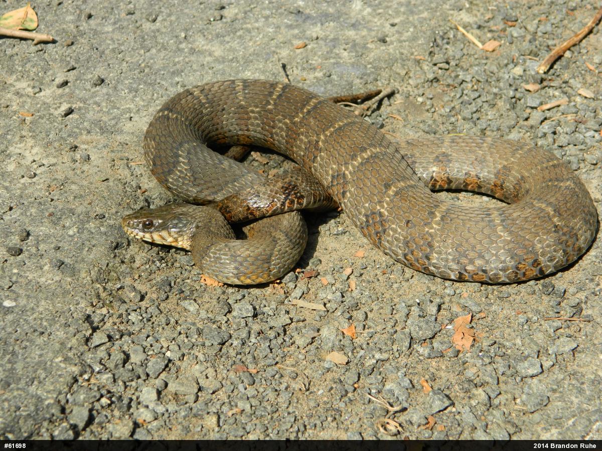 Northern Watersnake