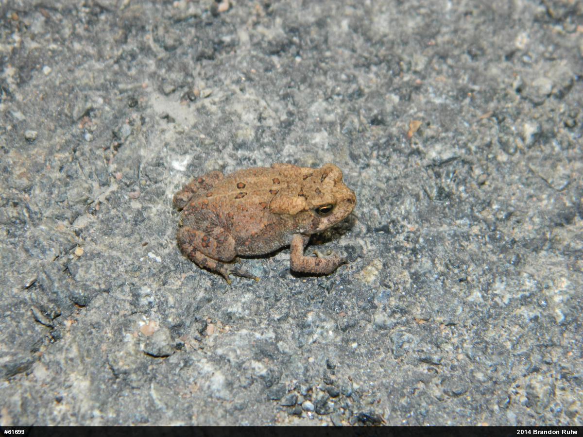 Eastern American Toad