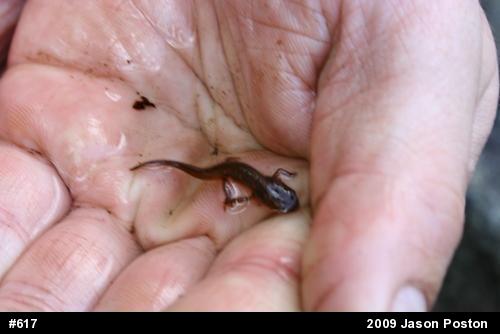 Red-spotted Newt