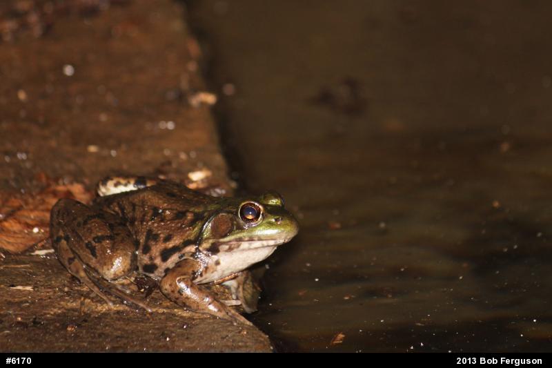 Green Frog