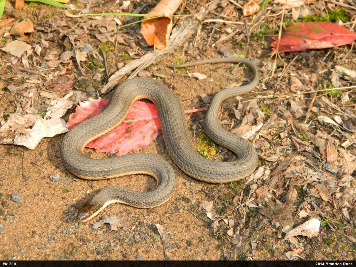 Queensnake