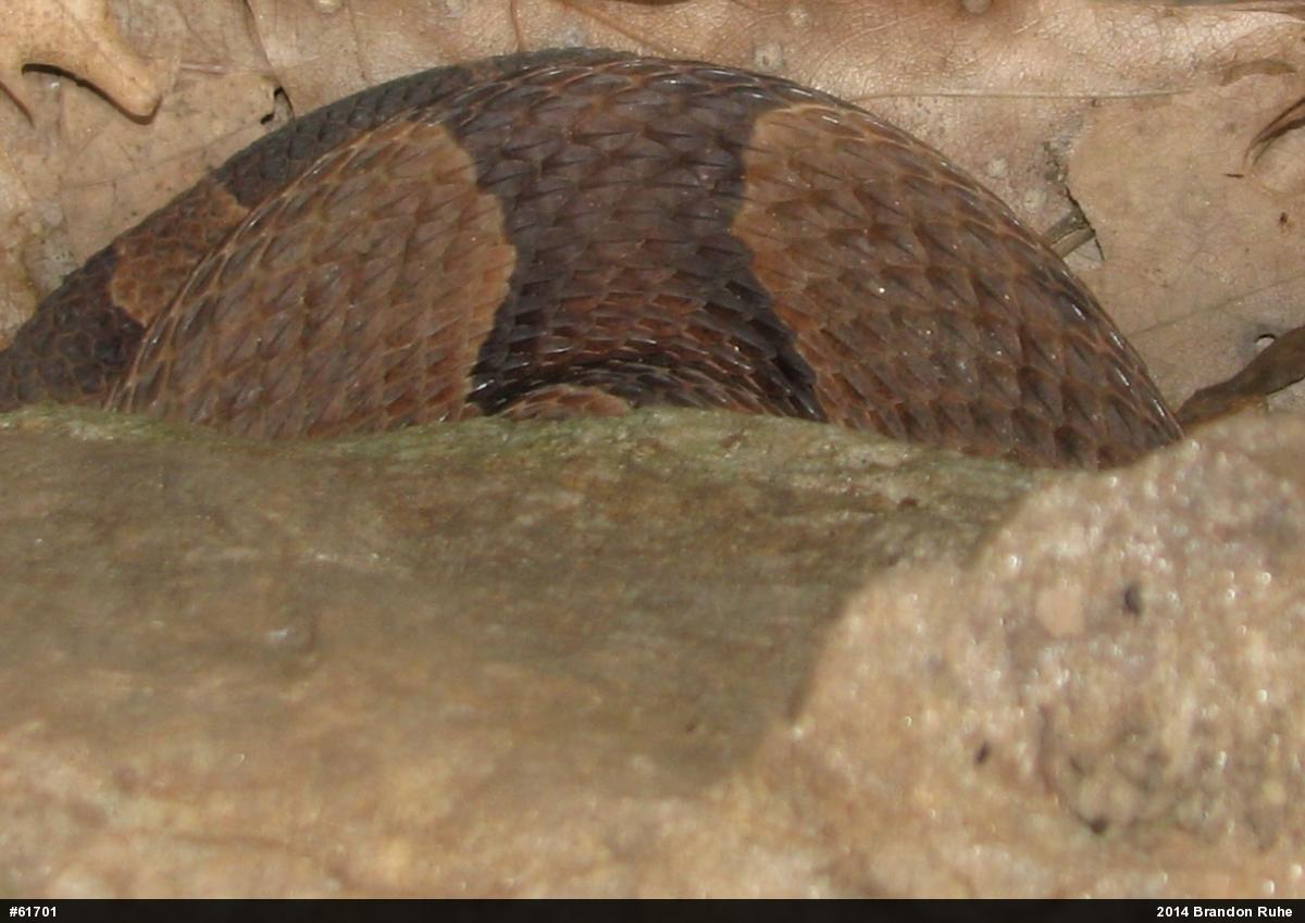 Northern Copperhead