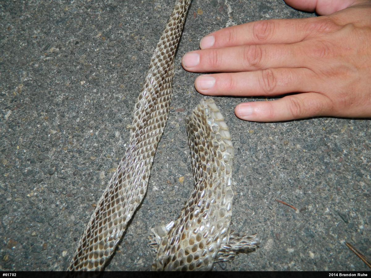 Eastern Ratsnake