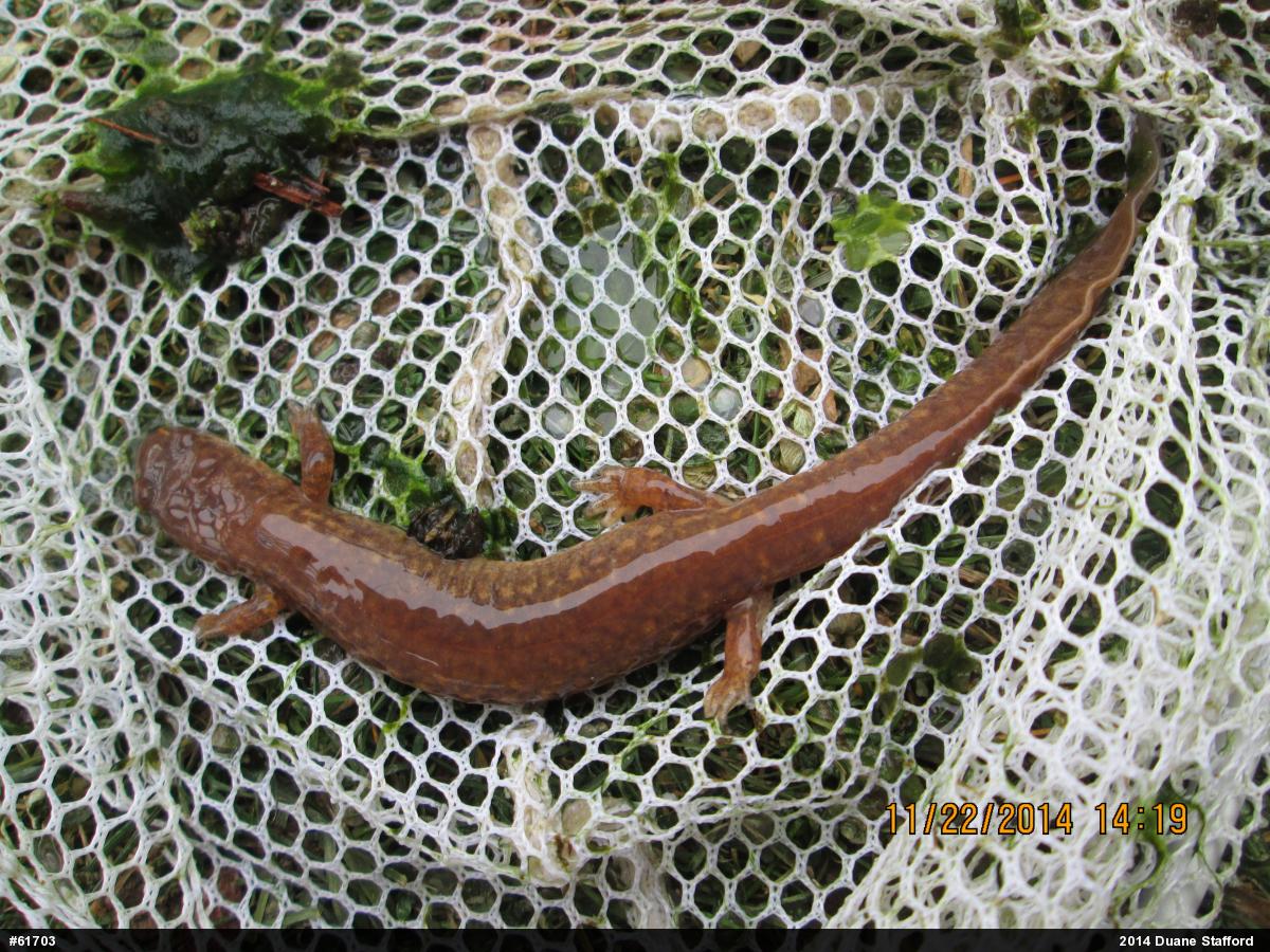 Northern Spring Salamander