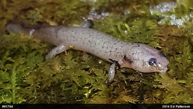 Northern Red Salamander