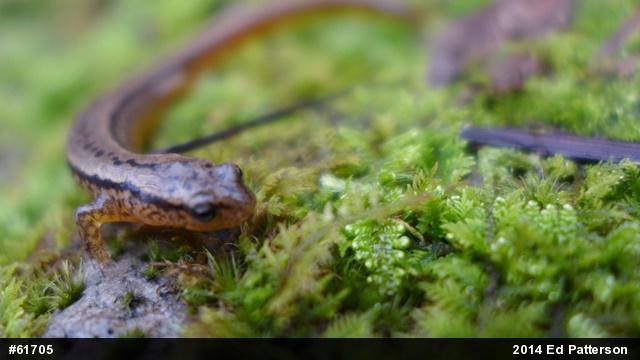 Northern Two-lined Salamander