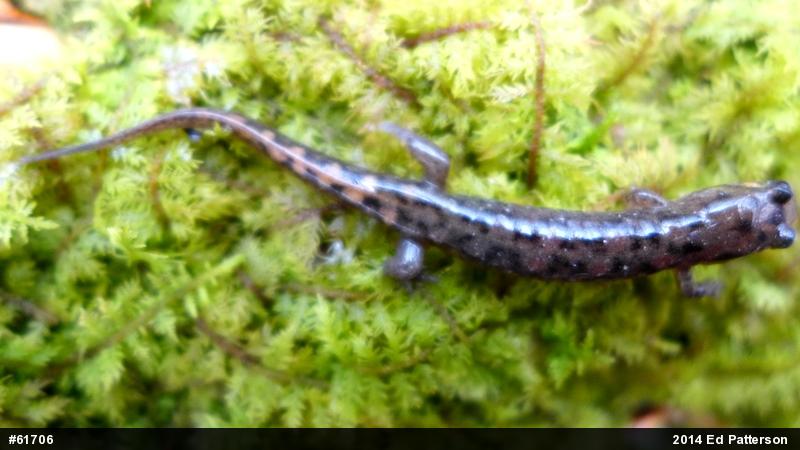 Seal Salamander