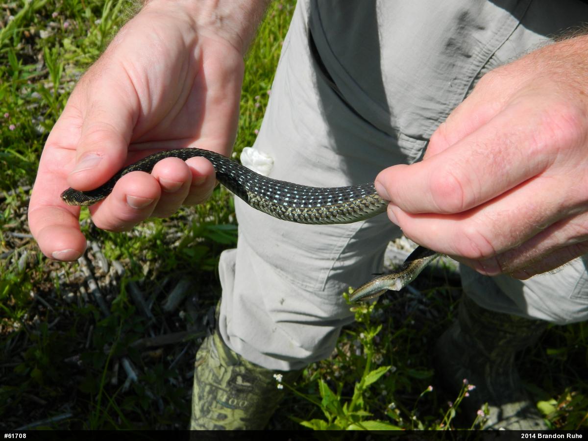 Eastern Gartersnake