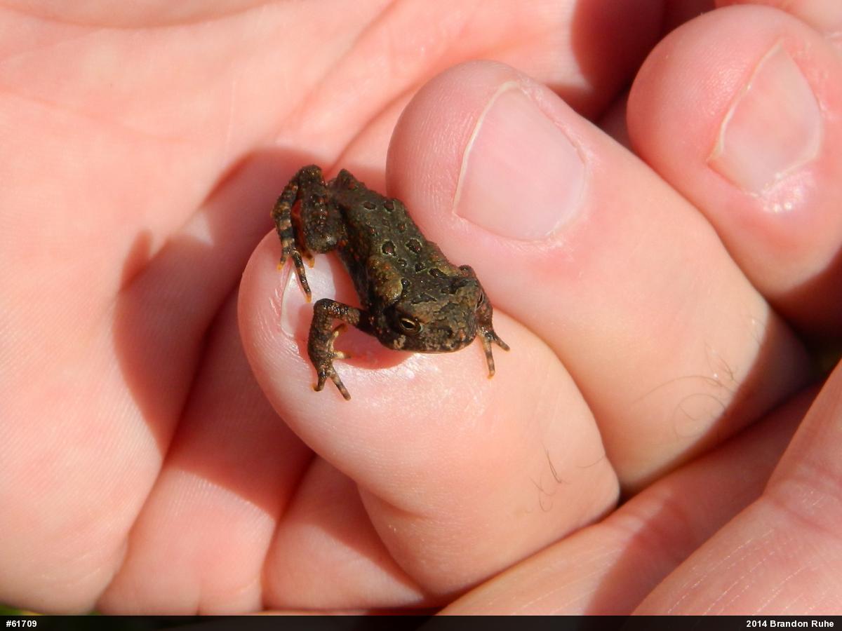 Eastern American Toad