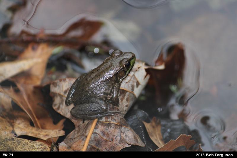 Green Frog