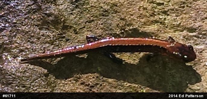 Eastern Red-backed  Salamander