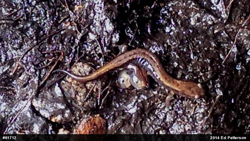 Allegheny Mountain Dusky Salamander