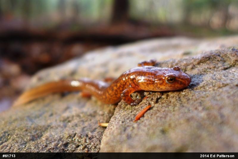 Northern Spring Salamander