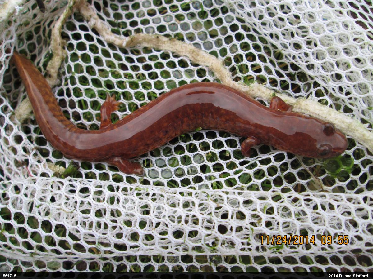 Northern Spring Salamander