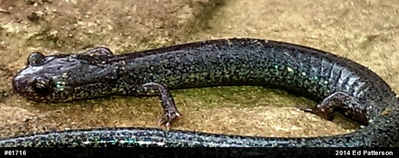 Valley And Ridge Salamander