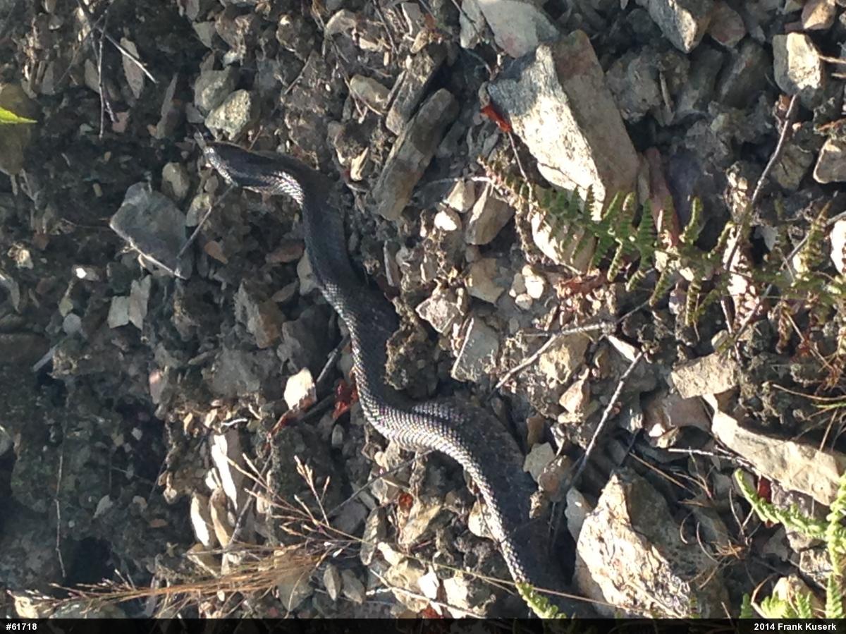 Eastern Hog-nosed Snake