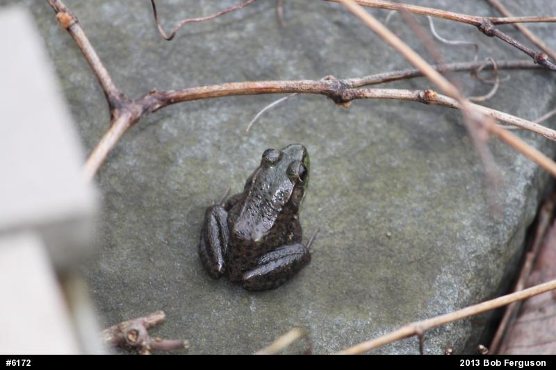 Green Frog