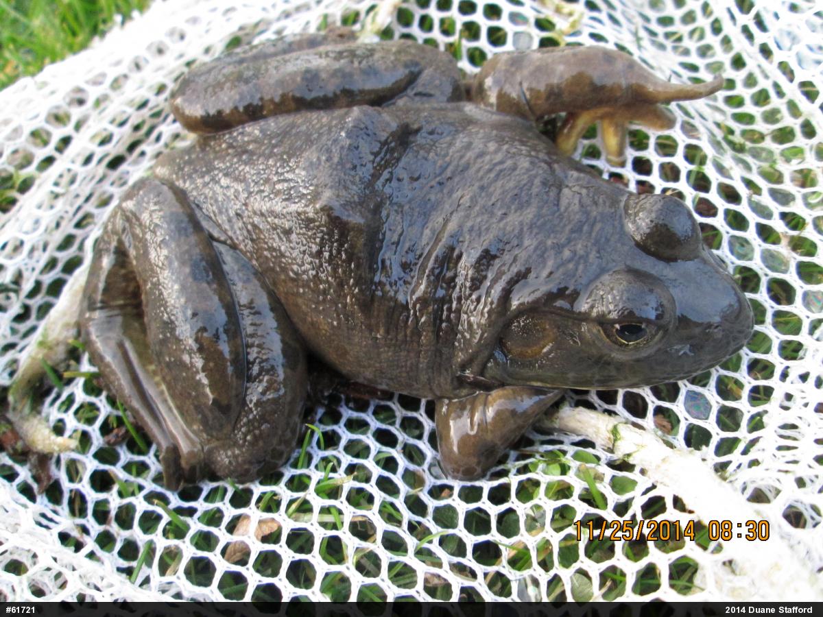 American Bullfrog