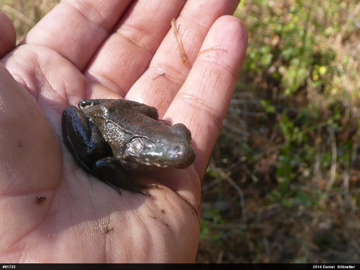 Green Frog