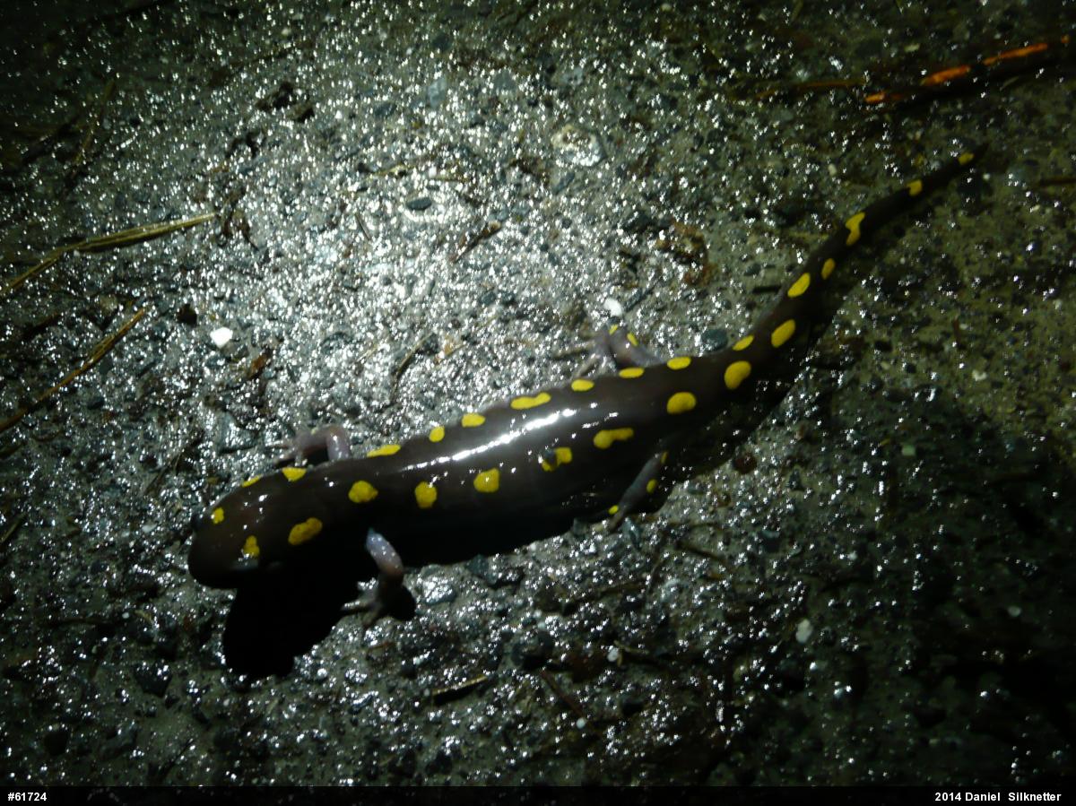 Spotted Salamander