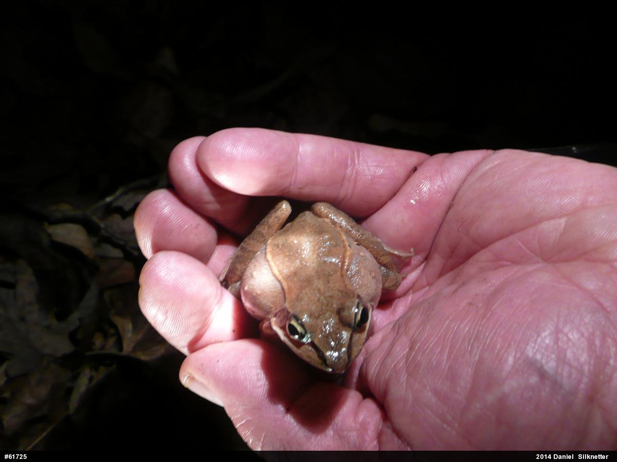 Wood Frog