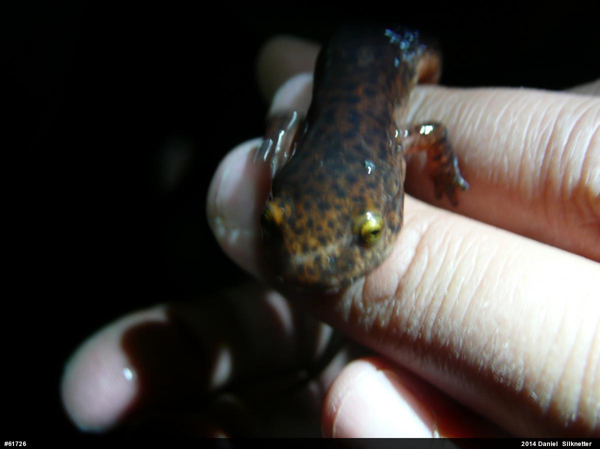 Northern Red Salamander