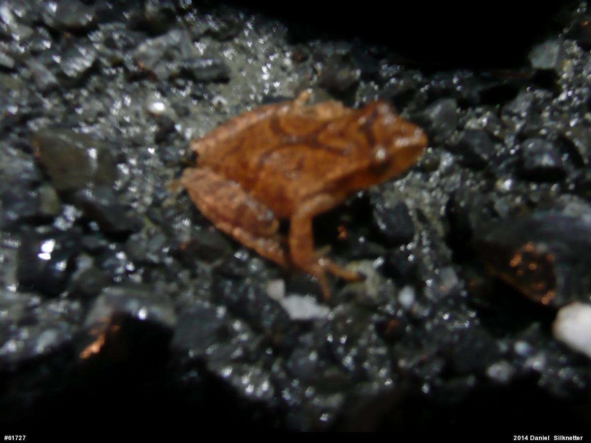 Spring Peeper