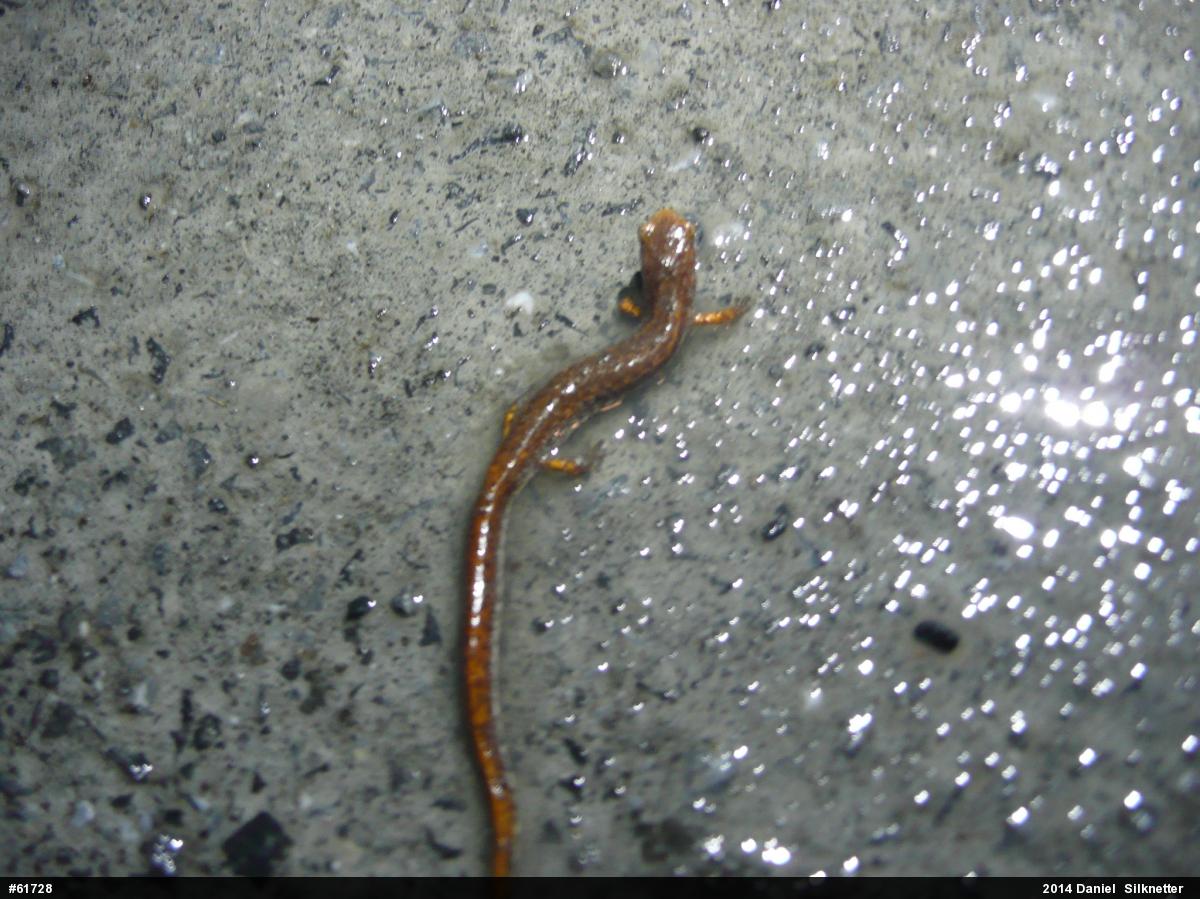 Four-toed Salamander